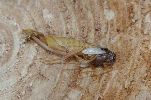 Réf. 259 813 : Urocerus augur
